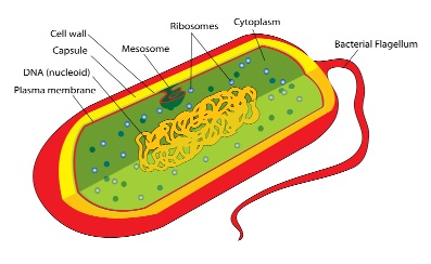 diagram of a prokaryote cell.