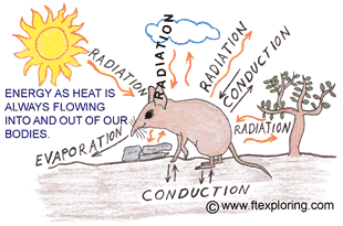 Sources of heat flow in an animal's body