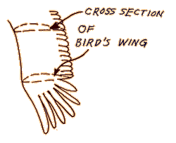 cross section of bird wing showing airfoil shape