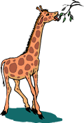 Herbivores like this giraffe get there energy from the plants they eat