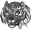 Face of the Tiger