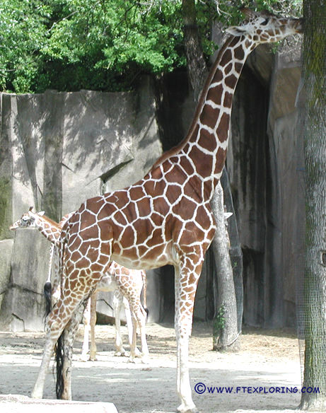 Giraffe chewing on a tree.
