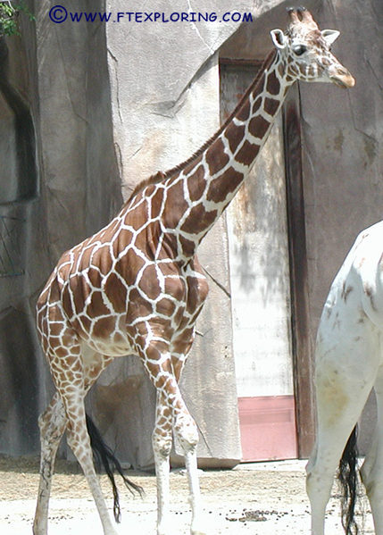 Giraffe walking at Milwaukee Zoo.