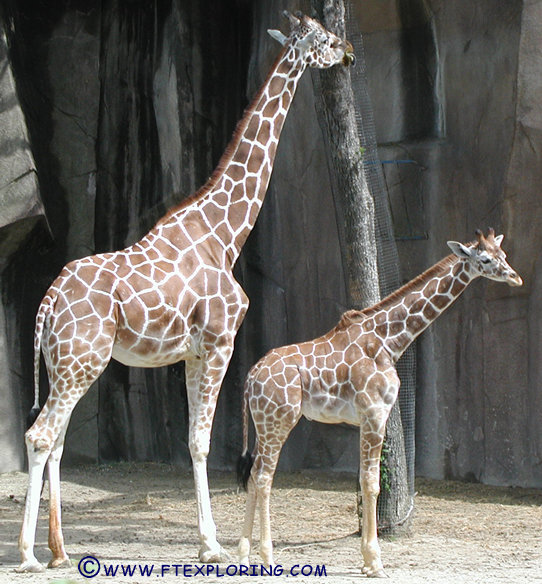 Adult and juvinile giraffes at Milwaukee Zoo.