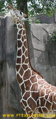 Long necked giraffe browsing.