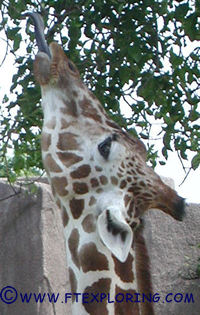 Giraffes tongue.